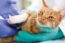 How to Find a Reliable Emergency Vet in Orillia: Quick Tips for Pet Owners